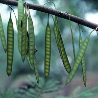 Leucaena zacapana 1.jpg
