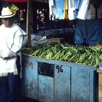 Leucaena leucocephala 2.jpg