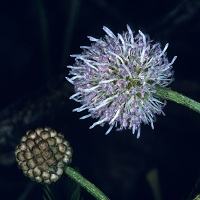 Leucaena trichandra 4.jpg