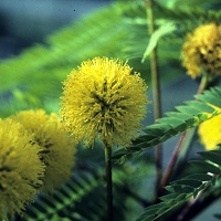 Leucaena greggii 5.jpg